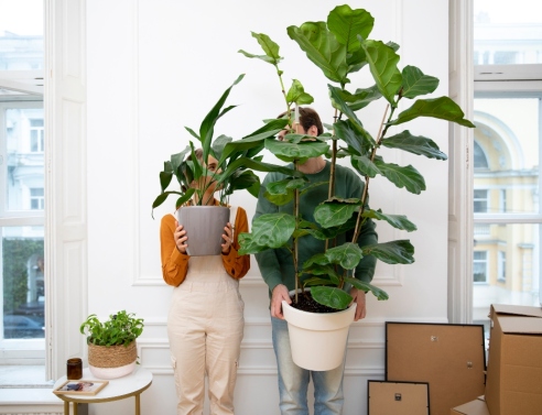 5 εντυπωσιακά φυτά εσωτερικού χώρου που αλλάζουν την ατμόσφαιρα του σπιτιού