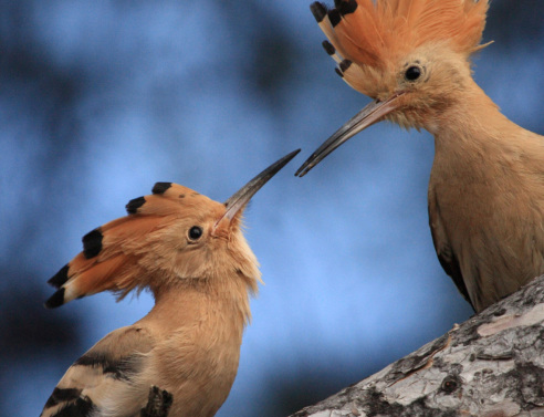 Τσαλαπετεινός