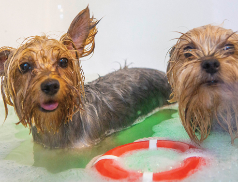 Dogo Loco - Dog Grooming & Spa