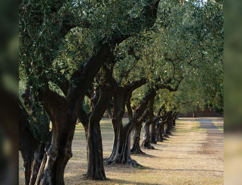 Δέντρα ελιές