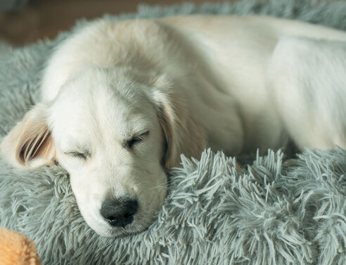 Pet Pet: For the love of pets!