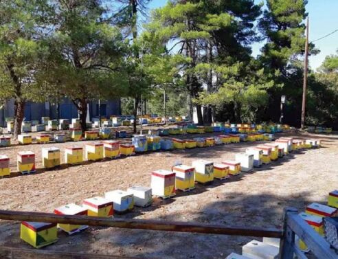 Μέλι Ταΰγετου