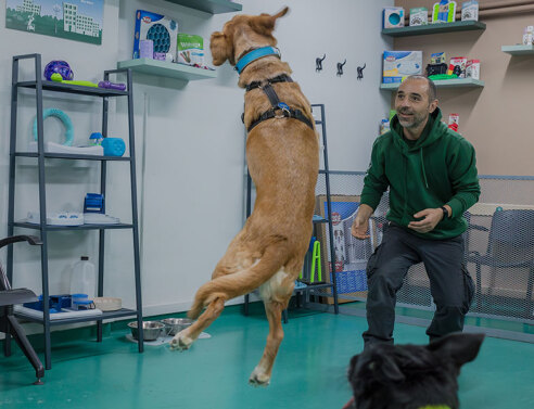 Κυνόπολις by Urban Dogs