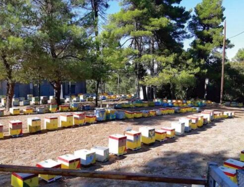 Μέλι Ταϋγέτου