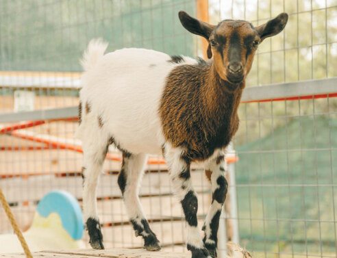 Φάρμα Άμπελος Βοχαϊκού