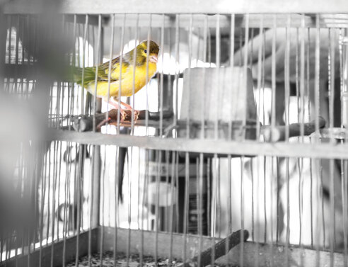 To μπαλκόνι που κελαηδάει