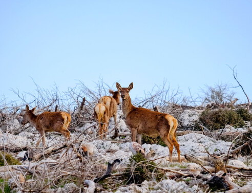 Τα ελάφια της Πάρνηθας