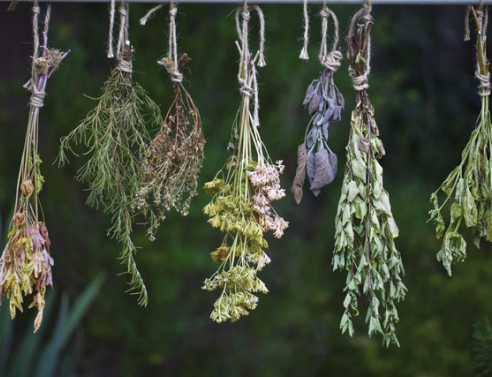 Τα κρητικά φυτά που καταπολεμούν τις ιώσεις