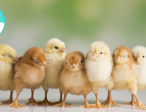 Το ζωντανό κοτοπουλάκι δεν είναι ένα δώρο για το Πάσχα