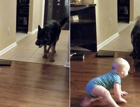 Το μωρό κυνηγά τον σκύλο ή ο σκύλος το μωρό; (video) 