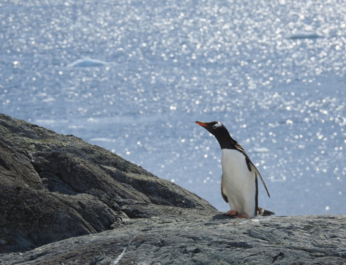Ανταρκτική