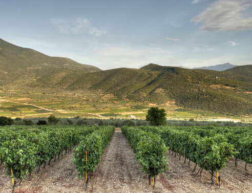 Peplo, το ροζέ κρασί από το Κτήμα Σκούρα