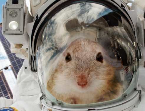«Αστροποντικοί» στον ISS για να μελετηθεί η επιβίωση του ανθρώπου στον Άρη