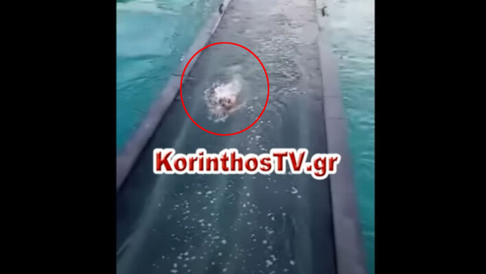 Ο σκύλος στα Ίσθμια που έχασε τη βυθιζόμενη γέφυρα κάτω από τα πόδια του στην Κόρινθο