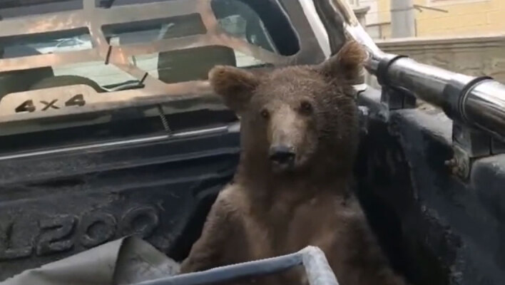 Το αρκουδάκι στην Τουρκία που έγινε viral μετά το «mad honey» που έφαγε
