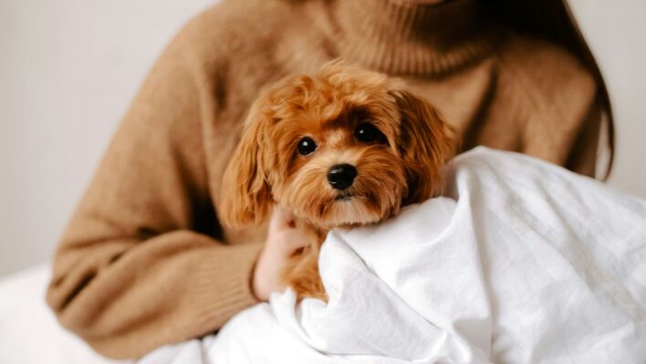 Προσομοίωση αποκαλύπτει πώς βλέπουν και ακούν οι σκύλοι τους ανθρώπους - Βλέπουν σε αργή κίνηση, ατελώς, και ακούν ήχους διπλάσιας συχνότητας από εμάς.
