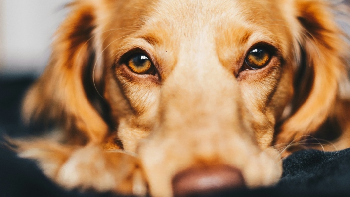 Γιατί τα μάτια του σκύλου σου μπορεί να σου «λένε» το ακριβώς αντίθετο από αυτό που νιώθει