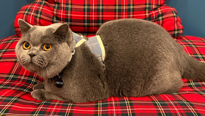 Η σηµασία των τακτικών κτηνιατρικών επισκέψεων για τη γάτα σας