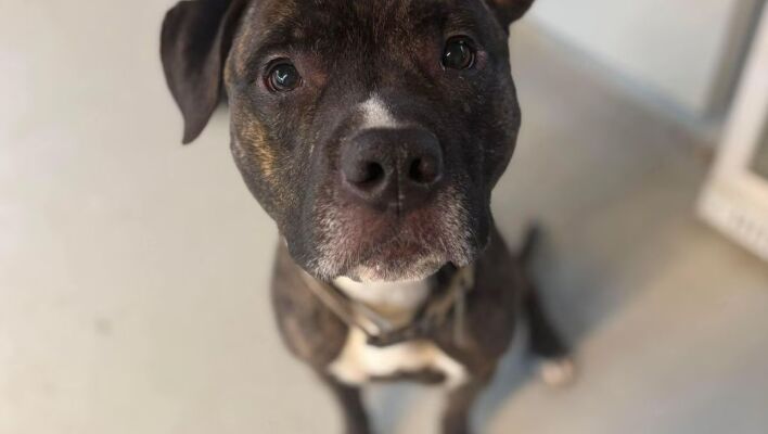 Ο σκύλος που άνοιξε μόνος του την πόρτα του καταφυγίου, το έσκασε τη νύχτα και γύρισε… σπίτι