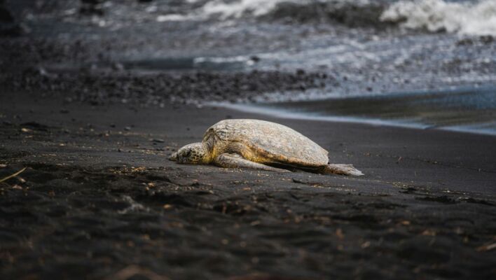 Το παράδοξο των χελωνών: Γιατί τα θηλυκά πέφτουν από γκρεμούς για να ξεφύγουν