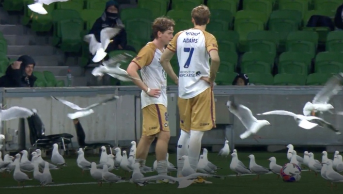 Εισβολή γλάρων σε ποδοσφαιρικό παιχνίδι στην Αυστραλία προκαλεί χάος - Βίνεο