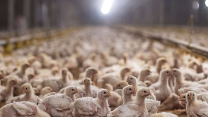 ΠΟΥ: Ανησυχία για την μετάδοση της γρίπης των πτηνών σε ανθρώπους