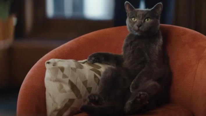 14 κορυφαίες διαφημίσεις με πρωταγωνίστριες γατούλες