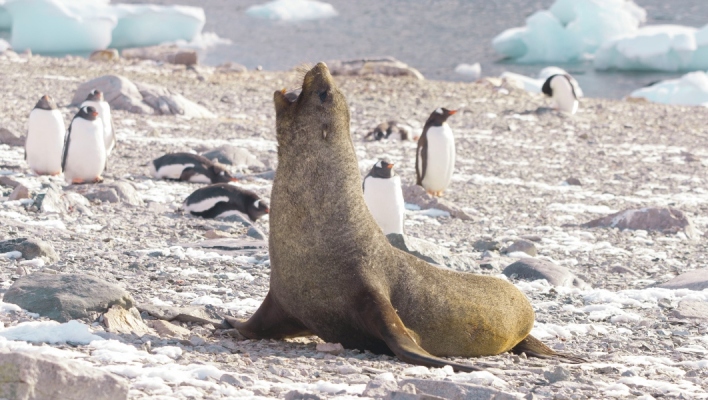 Ανταρκτική: Τα ζώα καίγονται από τον ήλιο