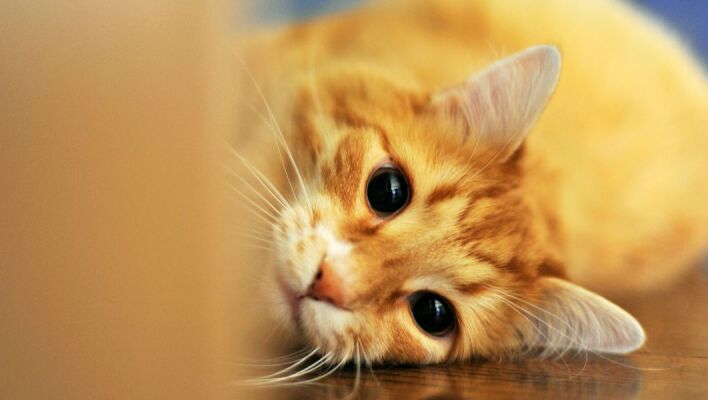 Η γάτα μου δεν σταματά να νιαουρίζει - Τι προσπαθεί να πει