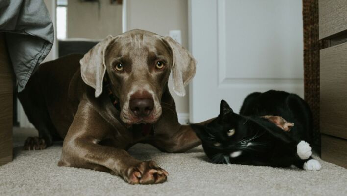 Πώς να κρατήσετε τις γάτες και τους σκύλους σας υγιείς και χαρούμενους