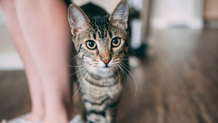 Γιατί οι γάτες νιαουρίζουν περισσότερο στους άντρες απ΄ ό,τι στις γυναίκες