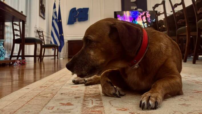 Τα κατοικίδια του Μεγάρου Μαξίμου 