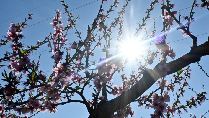 Ήλιος πίσω από ανθισμένη αμυγδαλιά