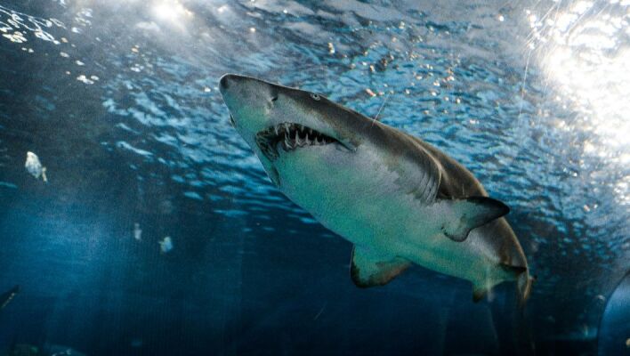 Το εξελικτικό «οικογενειακό δέντρο» των καρχαριών ίσως είναι πολύ πιο περίπλοκο απ’ όσο πιστεύαμε μέχρι σήμερα