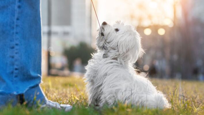 Οι ειδικοί προειδοποιούν ότι η ανοιξιάτικη αλλαγή στη συμπεριφορά των σκύλων δεν είναι ανησυχητική, αλλά συχνά αποτέλεσμα λανθασμένου χειρισμού στη βόλτα