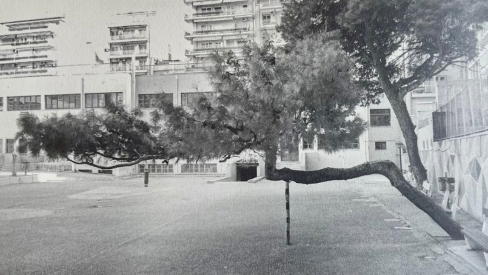 Τάσος Ζαφειριάδης Δίκην μνημοσύνου για το στραβό δέντρο στο 41ο Δημοτικό Σχολείο