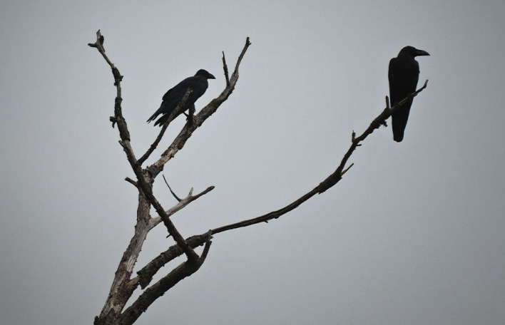 Ο Έντγκαρ Άλαν Πόε, το κοράκι και η επιμονή της θλίψης