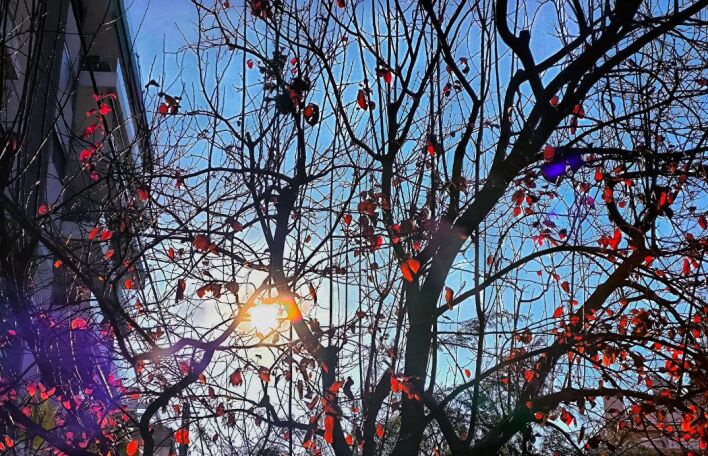 Τι απαντά ο Δήμος Αθηναίων στην A.V για τις κοπές δέντρων 