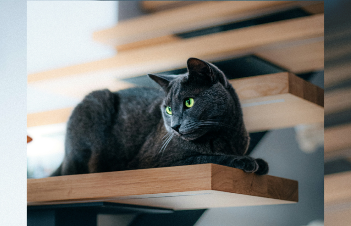 Catification: Η νέα τάση που βάζει τις γάτες στο επίκεντρο του design