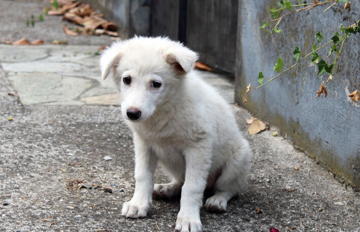 Αδέσποτο σκυλί