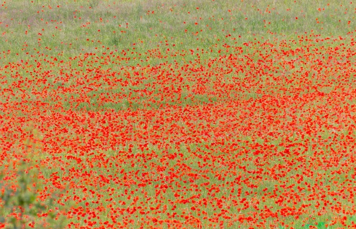 field-of-poppies-4477073_1280.jpg