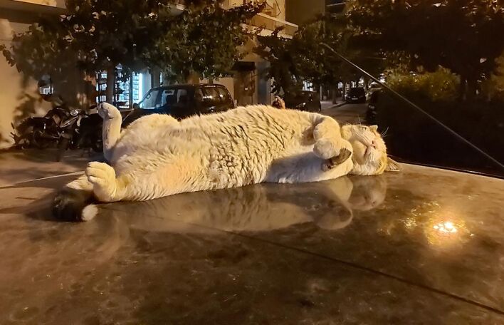 Γάτα που κοιμάται στην οροφή ενός αυτοκινήτου