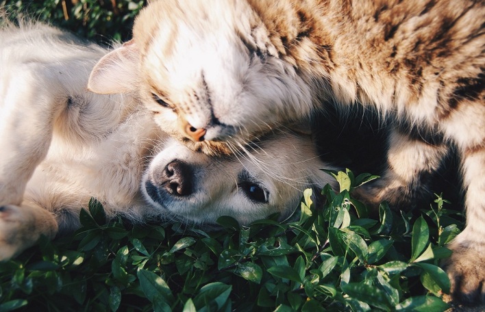 Ένας σκύλος αγκαλιά με μία γάτα.