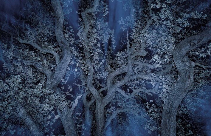 Τάσος Βρεττός, «Το αίνιγμα του δάσους»