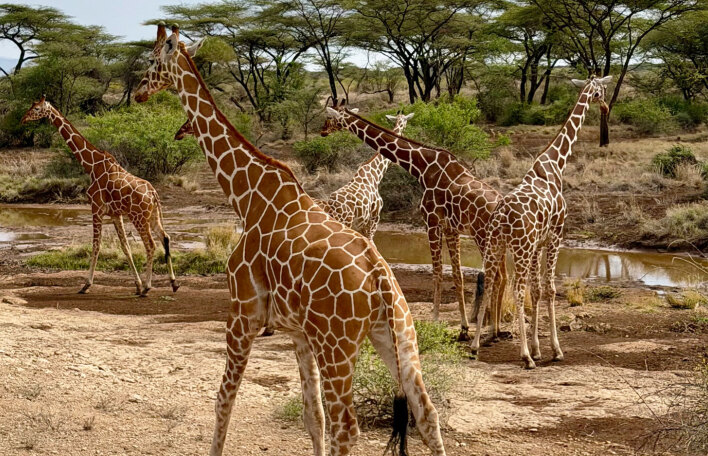 Ταξίδι στην Κένυα