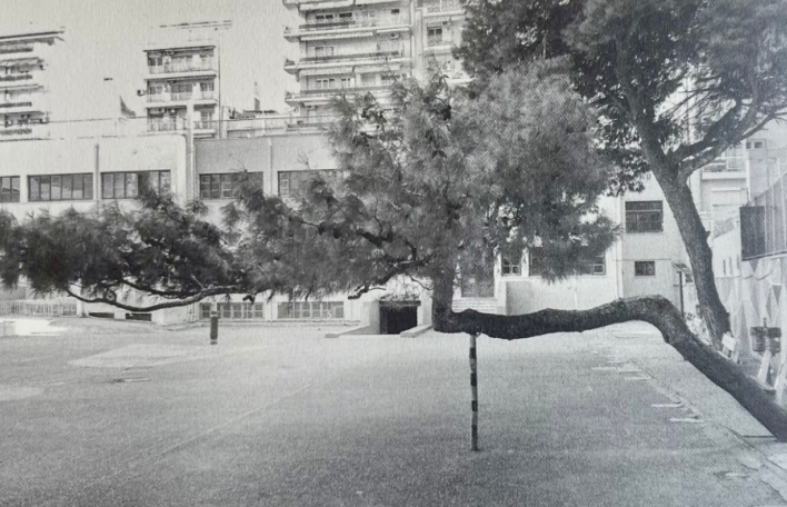 Τάσος Ζαφειριάδης Δίκην μνημοσύνου για το στραβό δέντρο στο 41ο Δημοτικό Σχολείο