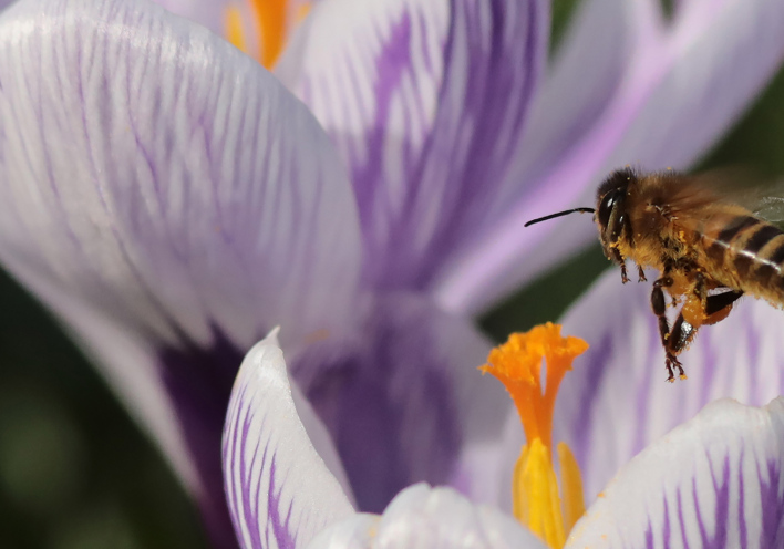 Μέλισσα σε ένα λουλούδι