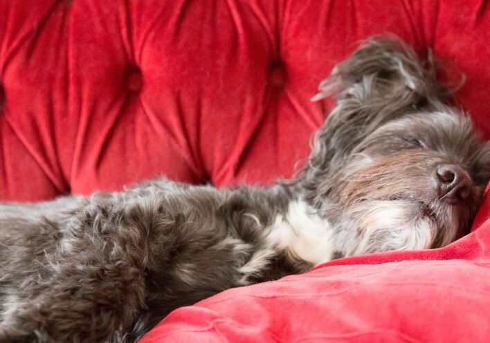 ​Γιατί μου καναπέθανες;