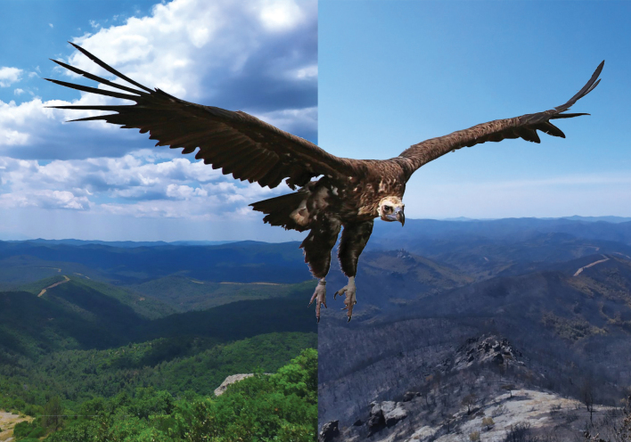 Τι θα απογίνουν οι μαυρόγυπες του Δάσους της Δαδιάς;