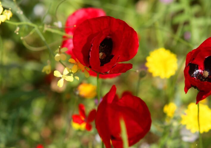 Παπαρούνες και μαργαρίτες για το μαγιάτικο στεφάνι